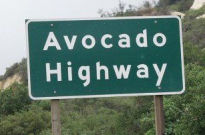 Avocado Highway